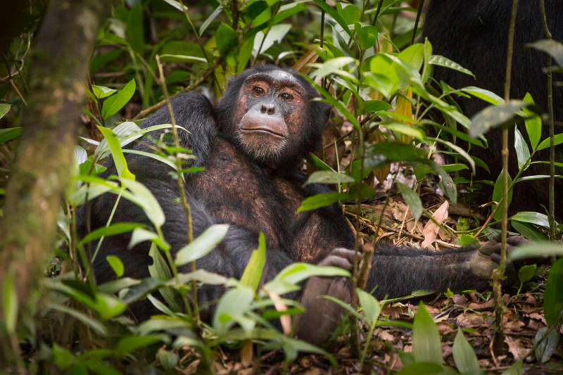 08 Oeganda, Kibale Forest, chimpansee.jpg